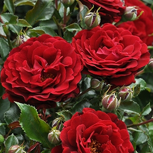 Roșu - trandafir pentru straturi Polyantha